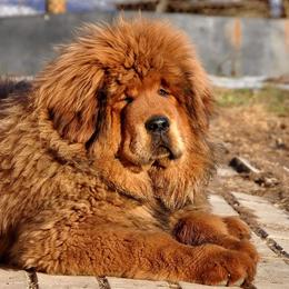 Tibetan Mastiff Puppies from DRAKYI TIBETAN MASTIFFS
