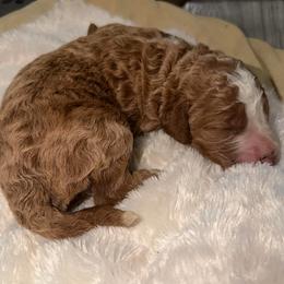 Boy 4 - Red  male Goldendoodle puppy in Spring Hill, Florida from Ohana Doodles x Frenchies