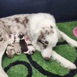 Australian Shepherd Puppies from Out of the Blue Aussies