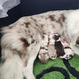 Australian Shepherd Puppies from Out of the Blue Aussies