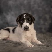 Borzoi Puppies from Luxor Borzoi