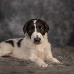 Borzoi Puppies from Luxor Borzoi