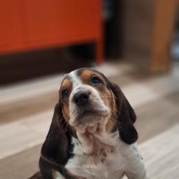 Basset Hound and Beagle Puppies from Orange Mountain Basset Hounds & Beagles