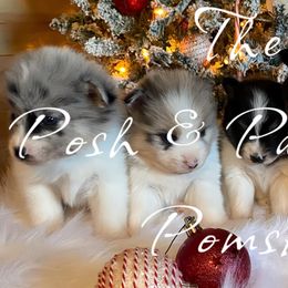 Pomeranians and Pomskies from The Posh & Pampered Pomsky