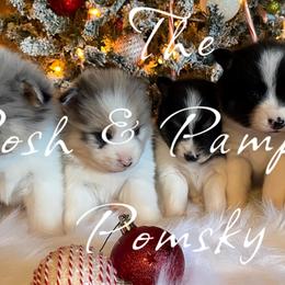 Pomeranians and Pomskies from The Posh & Pampered Pomsky
