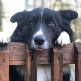 Jack - Border Collie