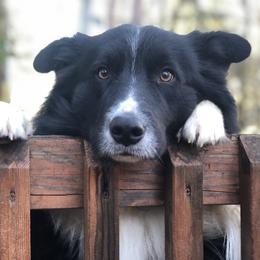 Jack - Border Collie
