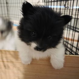 Gaston - Black parti male Pomeranian puppy in Spring, Texas from Shaw's Sparkle Pom's
