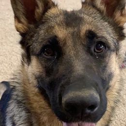 German Shepherds from TJ’s South Bench German Shepherds