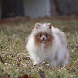 Violet - Pomeranian