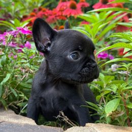 Buck - Black male French Bulldog puppy in Durham, North Carolina from Seven Star Kennel