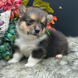 Twix - Black and tan male American Corgi puppy in Missouri from Country Legends Aussies & Corgis