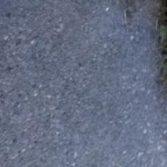 Xena - Nord Wachhund