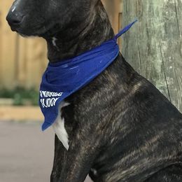 Miniature Bull Terriers from Sunshine Bulls