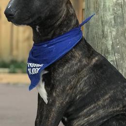 Miniature Bull Terriers from Sunshine Bulls