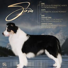 Sirius - Border Collie