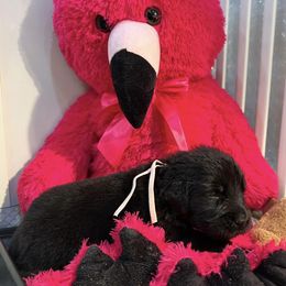 Newfoundland Puppies from Knallhart Kennels