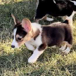 Girl 1 purple collar - Pembroke Welsh Corgi puppy from K&S Quality Pembroke Welsh Corgi’s
