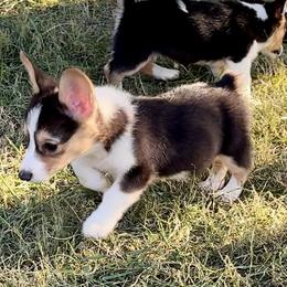 Girl 1 purple collar - Pembroke Welsh Corgi puppy from K&S Quality Pembroke Welsh Corgi’s