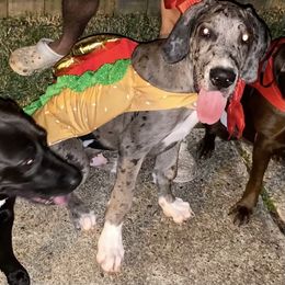Great Dane All Grown Up from Majestic Giants Great Danes