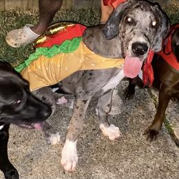 Great Dane All Grown Up from Majestic Giants Great Danes