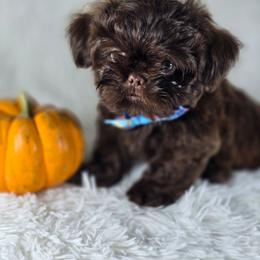 Bronco - Chocolate male Shih Tzu puppy in Hialeah, Florida from Jolie glz