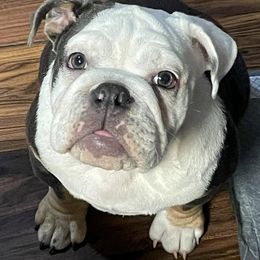 Bulldogs from Momma Bear’s bulldogs