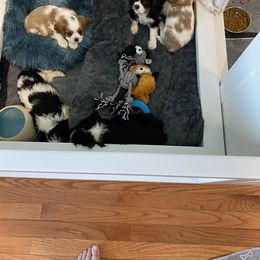 Black Russian Terrier and Cavalier King Charles Spaniel Puppies from Ocean Gem & Guardian Bears