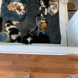 Black Russian Terrier and Cavalier King Charles Spaniel Puppies from Ocean Gem & Guardian Bears