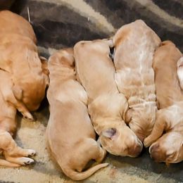 Goldendoodle and Golden Retriever Puppies from Dakota Sky's Goldens
