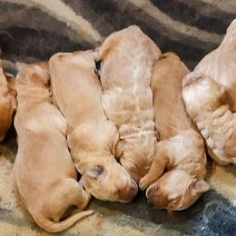 Goldendoodle and Golden Retriever Puppies from Dakota Sky's Goldens
