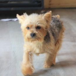 Tiny Dancer - Yorkshire Terrier
