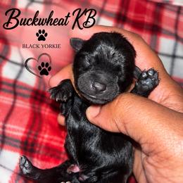 Buckwheat - Black and tan male Yorkshire Terrier puppy in Gastonia, North Carolina from Banks Dynasty Kennel