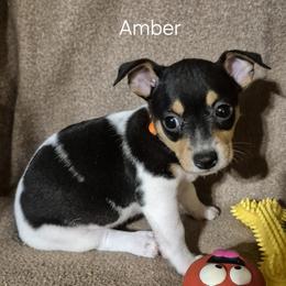 Amber - White and black female Teddy Roosevelt Terrier puppy in Murray, Kentucky from Froschwald German Shepherds and Xanadu Teddy Roosevelt Terriers