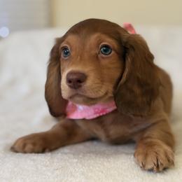 Brownie - Chocolate and tan male Dachshund puppy in Saint Paul, Minnesota from Vibrant Eyes Doxies