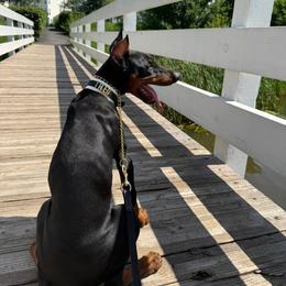 Doberman Pinscher All Grown Up from Morgan Doberman Kennel