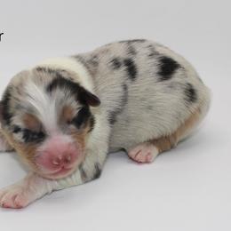 Clover - Blue merle female Australian Shepherd puppy in Camp Springs, Kentucky from Diamond Paws Australian Shepherds