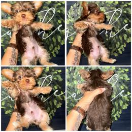 Coco - Chocolate and tan male Yorkshire Terrier puppy in Cleveland, Tennessee from Moody’s Morkies and More