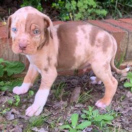 Male 3 - Red merle male Catahoula Leopard Dog puppy in Gadsden, Alabama from Rich Cat’s