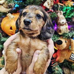 Ron Weasley - Dapple male Dachshund puppy in Rio Grande City, Texas from Hounds All Night