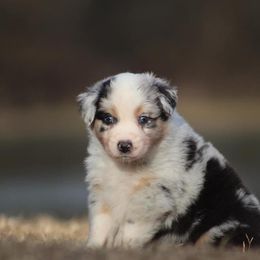 Cinna - Blue merle Australian Shepherd puppy in Springville, Alabama from Cross Creek Aussies