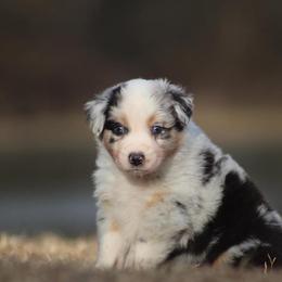 Cinna - Blue merle Australian Shepherd puppy in Springville, Alabama from Cross Creek Aussies