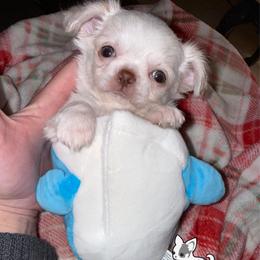 Linus 4000 - Cream and white male Chihuahua puppy in Naples, Florida from Naples Tiny Dogs