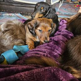 Dachshund Puppies from A&R Dachshund