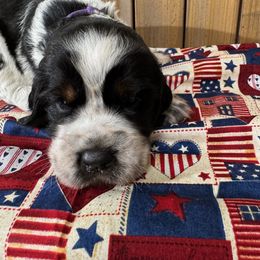 English Springer Spaniel Puppies from Crafts Springer Love