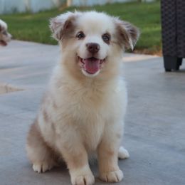 Vaca - Red merle female Miniature Australian Shepherd puppy in Goliad, Texas from Sassy Lil Aussies and Diamond W Poodles