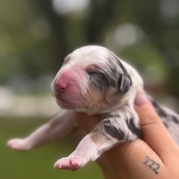 Boy 2 - Blue merle male Australian Shepherd puppy in Orlando, Florida from Skaky Shepherds