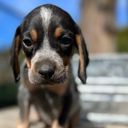 Bluetick Coonhounds and French Bulldogs from Double Barrel Blues