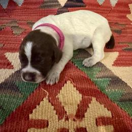 Pink - Brown and gray female Wirehaired Pointing Griffon puppy in Devine, Texas from Tombstone Kennels