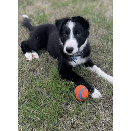 Border Collie Puppies from Cahill’s Canines
